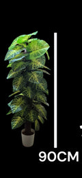 PHILODENDRON PLANT