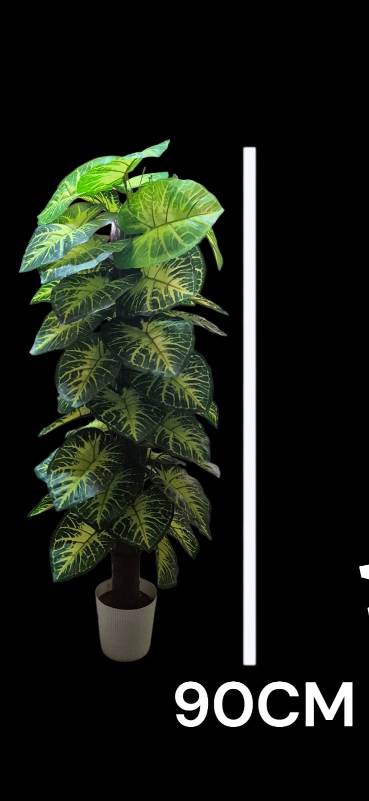 PHILODENDRON PLANT WHITE