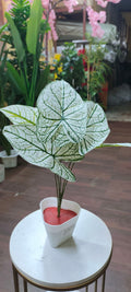 TABLE PLANT