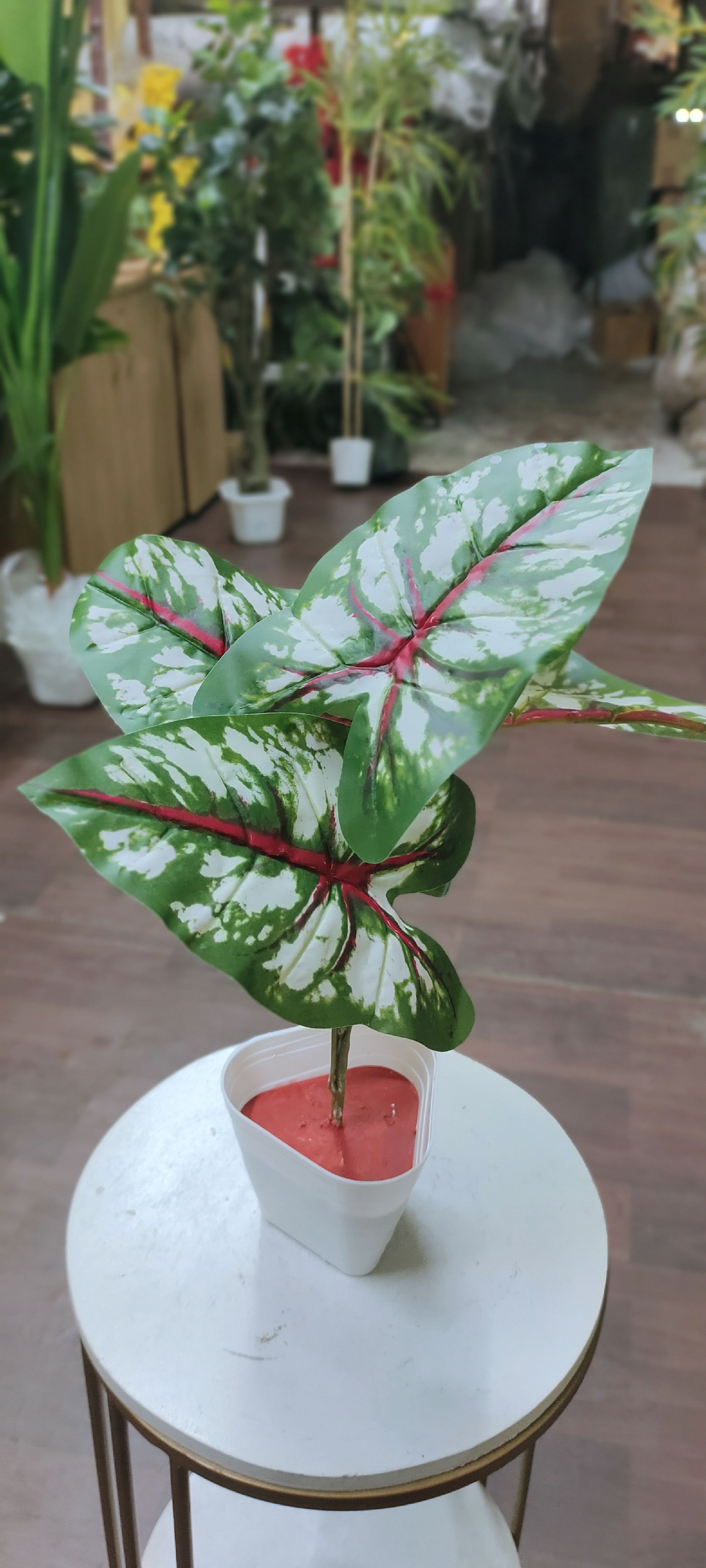 TABLE PLANT