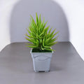 SMALL BONSAI