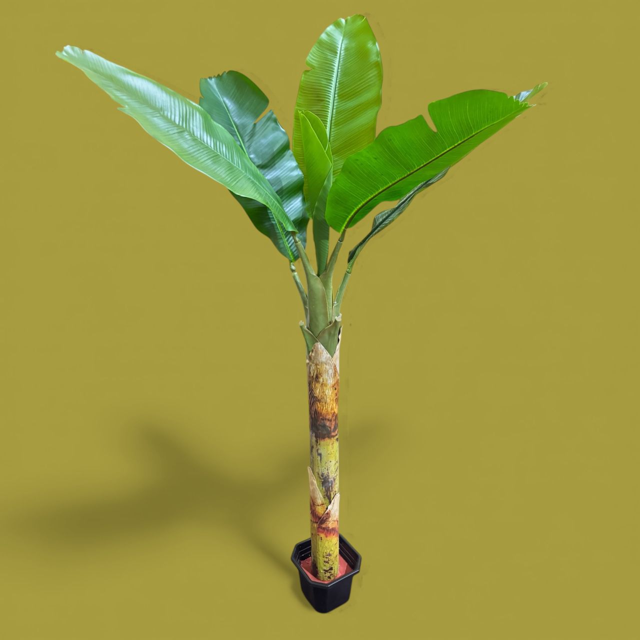Banana Plant
