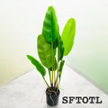 Banana Plant