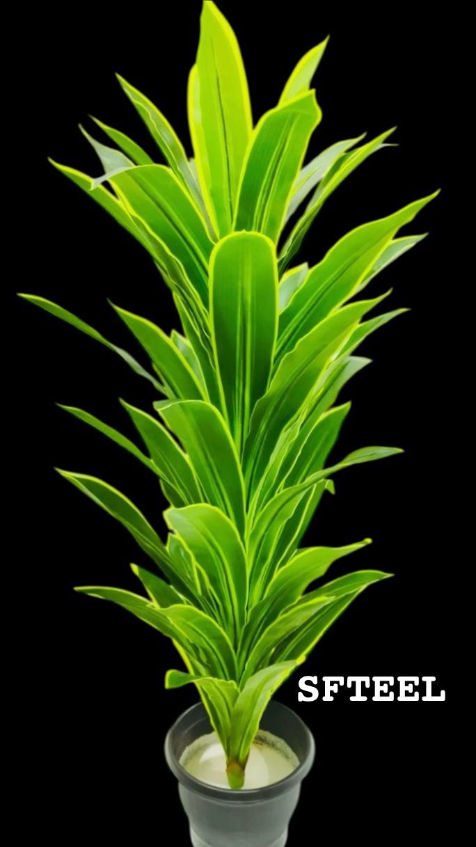 DRACAENA PLANT