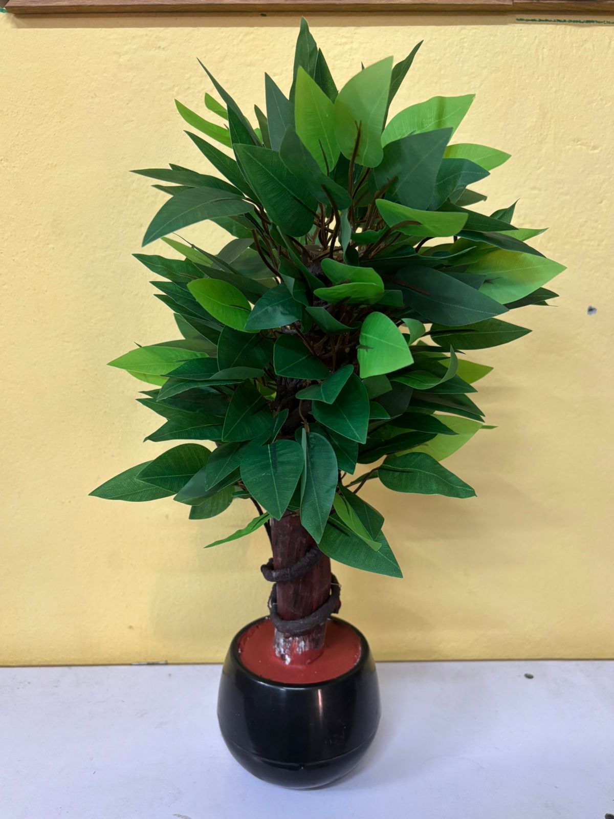 FICUS LEAF BONSAI