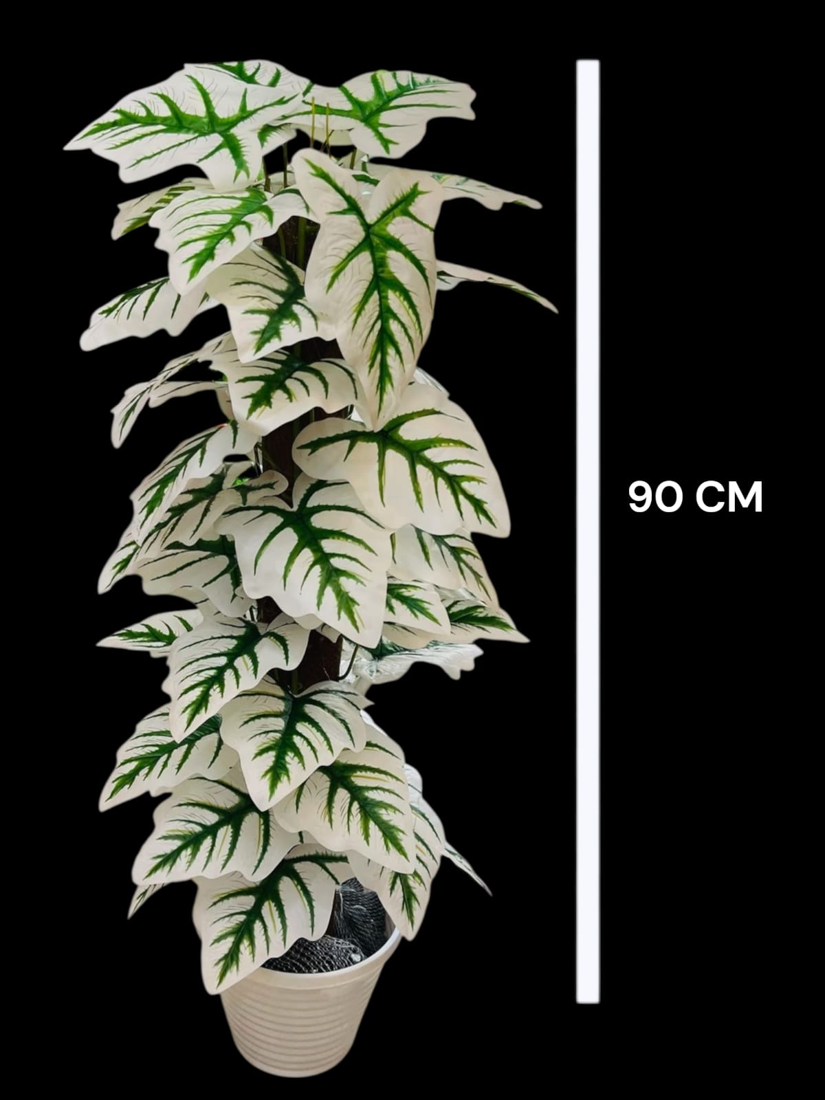 PHILODENDRON PLANT WHITE