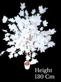 Maple Tree